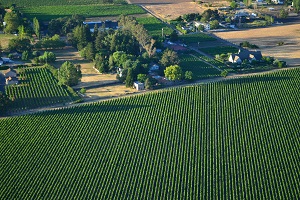 Production Possibility Frontier Image Showing a Vinyard